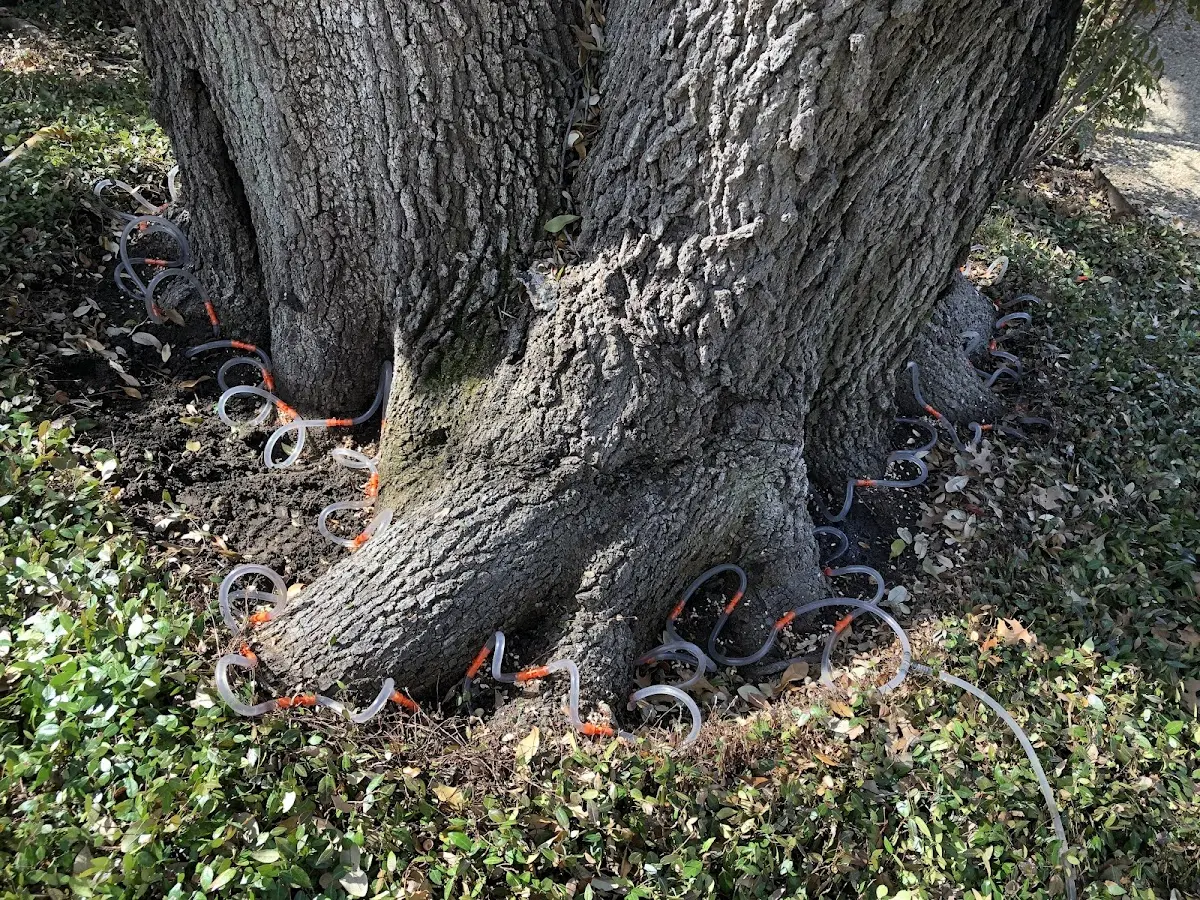 Detailed Tree Cabling and Bracing job site in Leroy