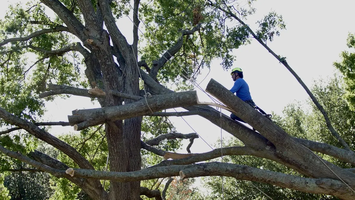 Professional Hazardous Tree Removal performed by certified arborists in Leroy